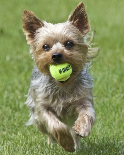 Yorkshire Terrier playing with a green ball on grass
