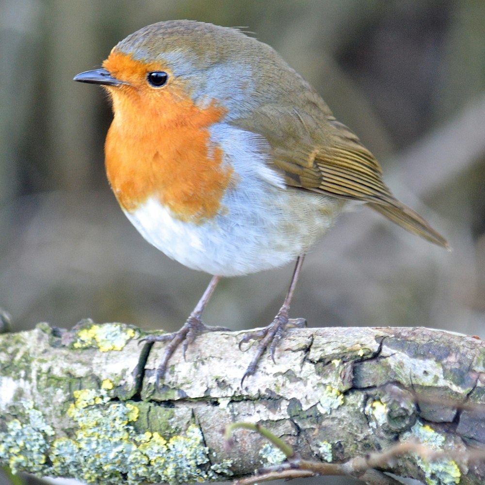 robin europeu empoleirado no galho da árvore