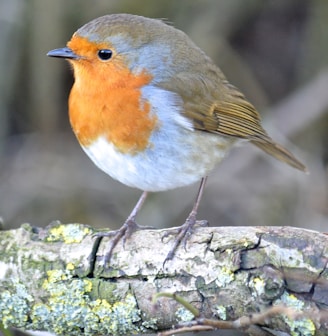 european robin perched on tree branch