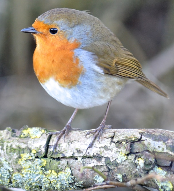european robin perched on tree branch