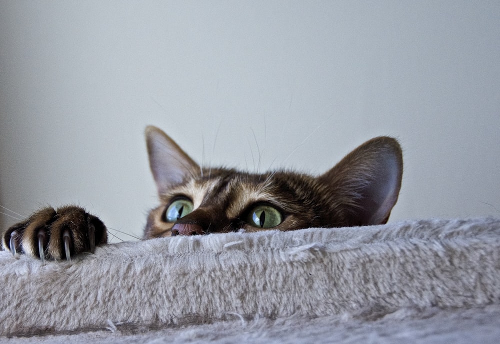 brown tabby cat lying on white textile