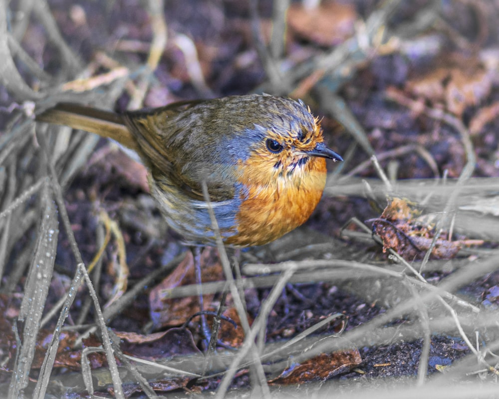 brown and blue bird on brown grass