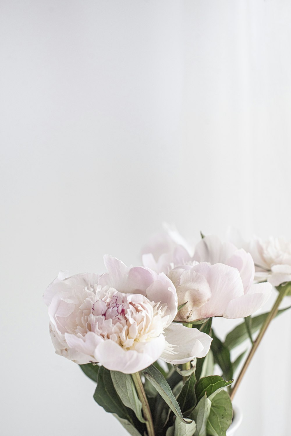 pink roses in clear glass vase