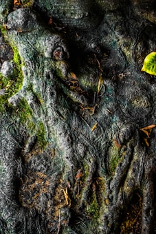 The image features a close-up view of a tree trunk with rugged, textured bark. Moss and lichen grow intermittently across the surface, adding rich green tones. Small twigs and dried leaves are scattered, accentuating the organic feel.