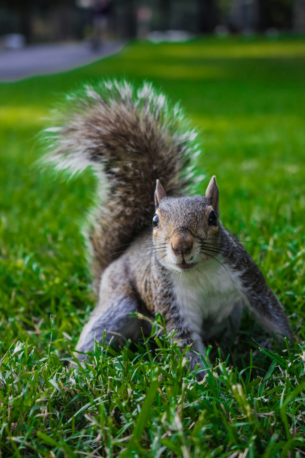 esquilo marrom na grama verde durante o dia