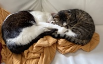 Two cats are curled up together on a soft, mustard-colored blanket placed on a white sofa. One cat has a white and black coat, while the other is a tabby. They appear to be sleeping comfortably.