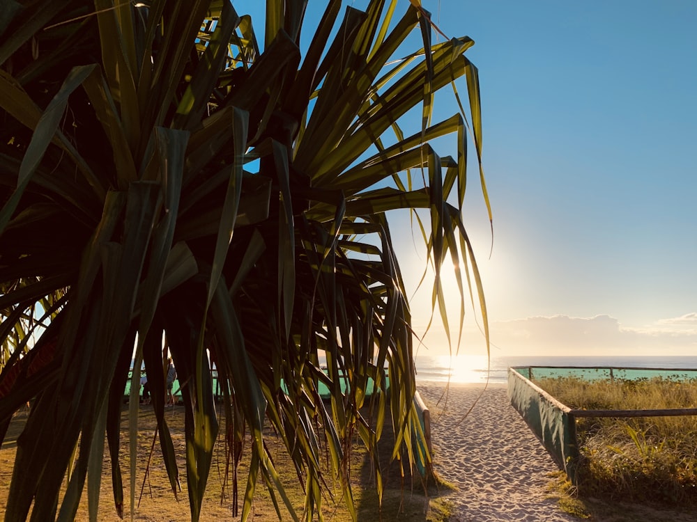 green palm tree near sea during daytime