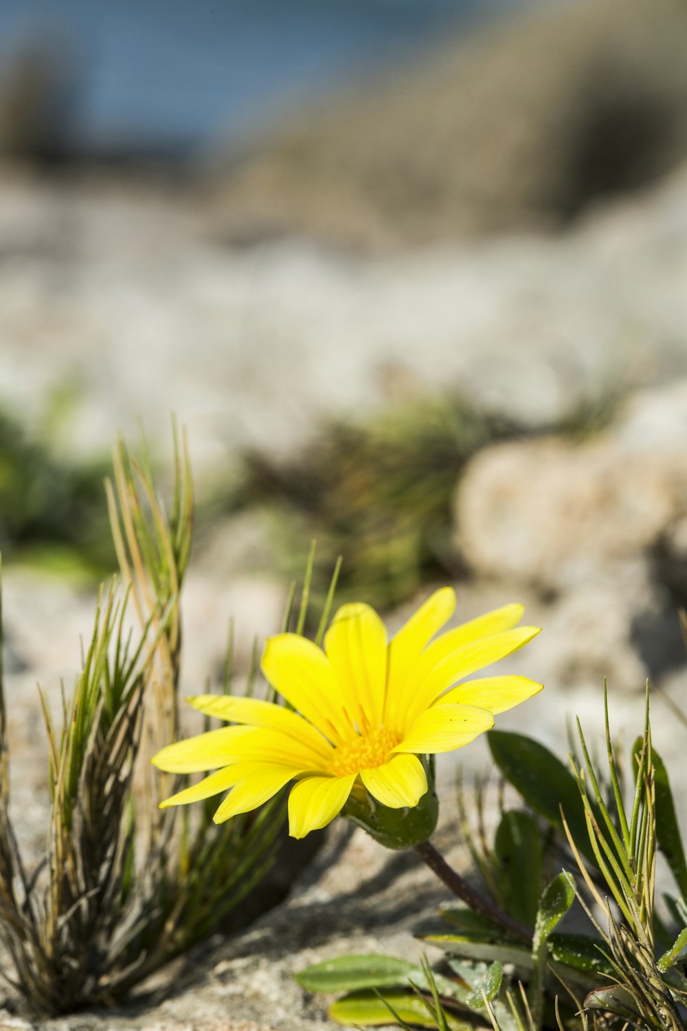 yellow flower in tilt shift lens