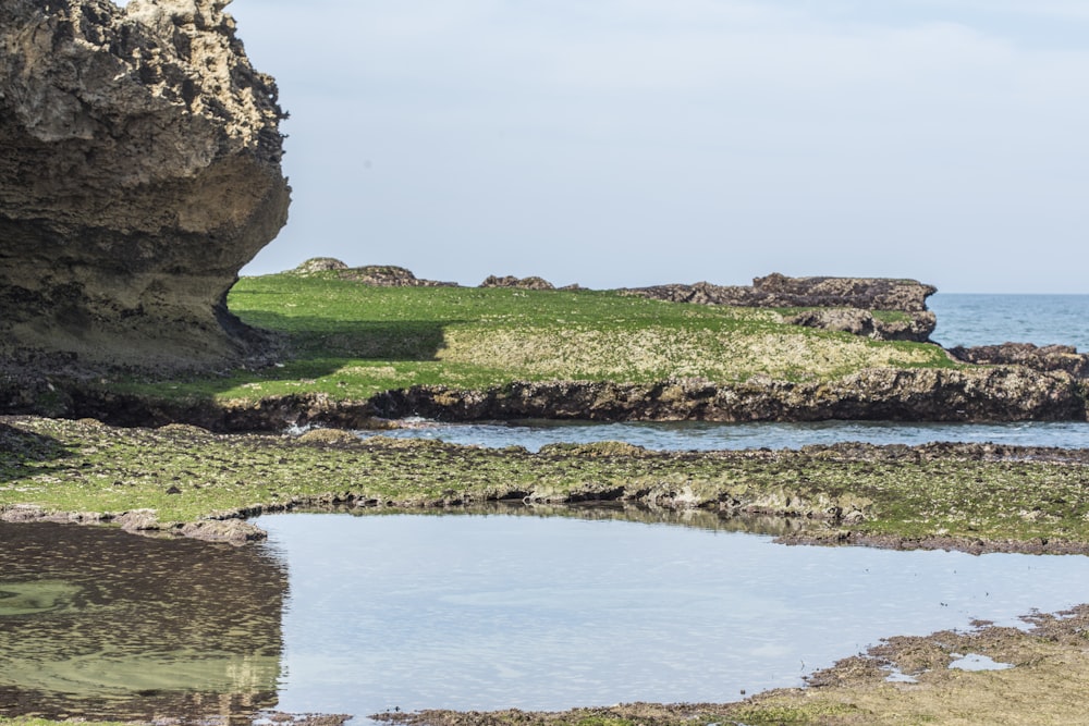 Champ d’herbe verte près d’un plan d’eau pendant la journée