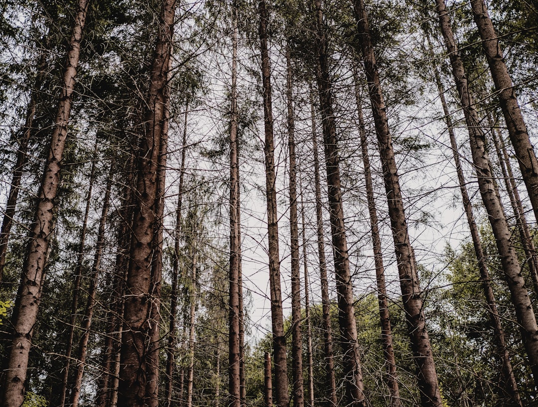 Forest photo spot Barajul Paltinu Moieciu de Sus