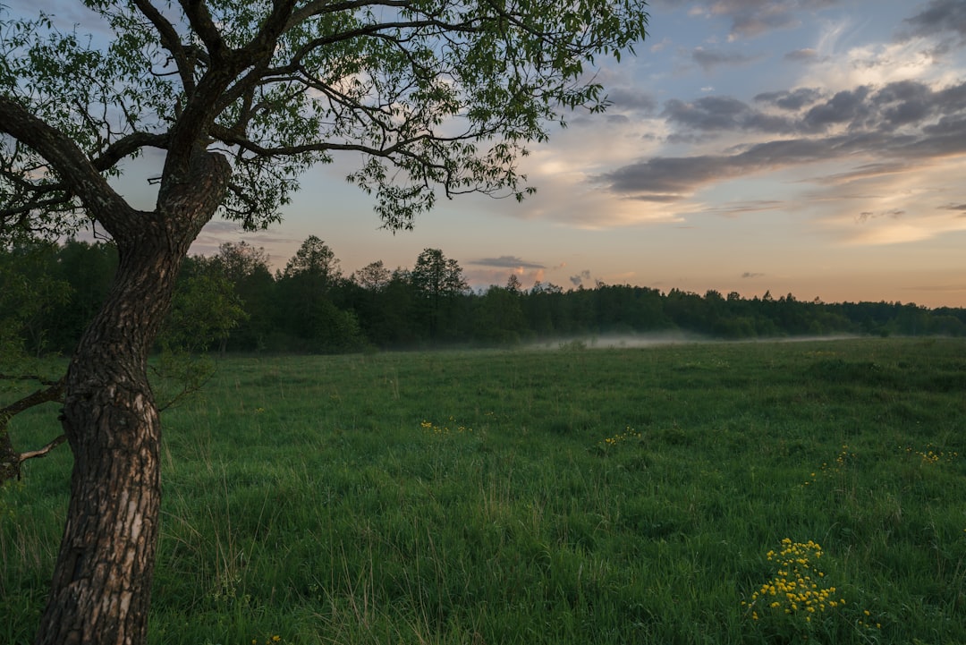 green grass field with trees during daytime