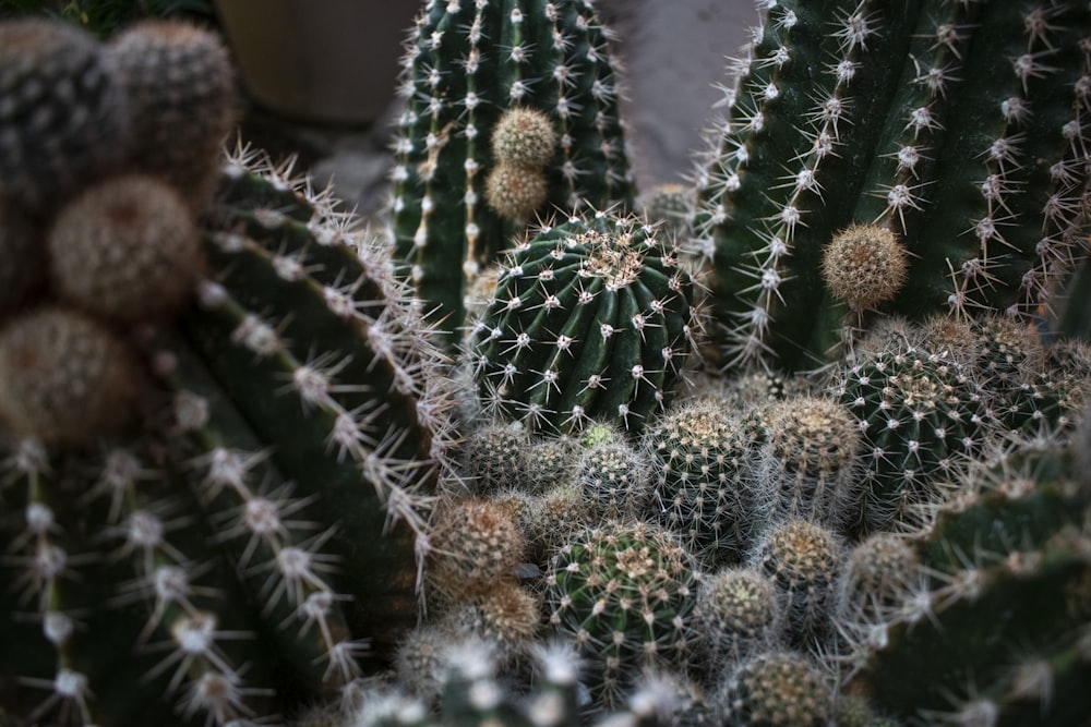 green cactus plant in brown pot