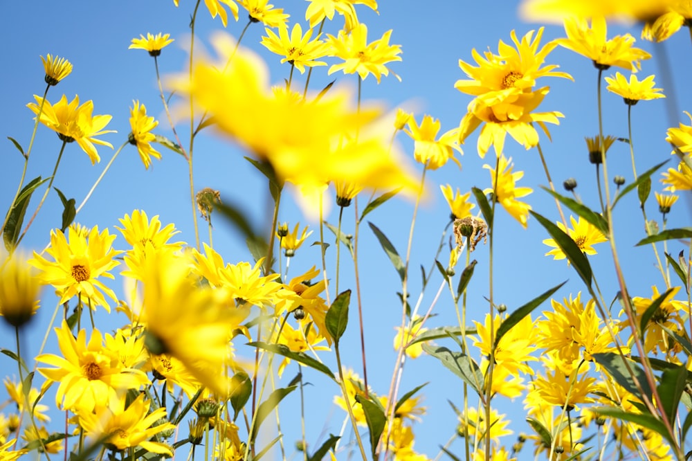 yellow flowers under blue sky during daytime