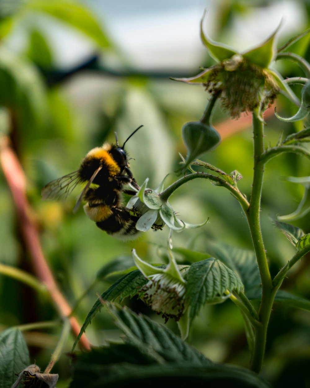 abeja negra y amarilla sobre planta verde