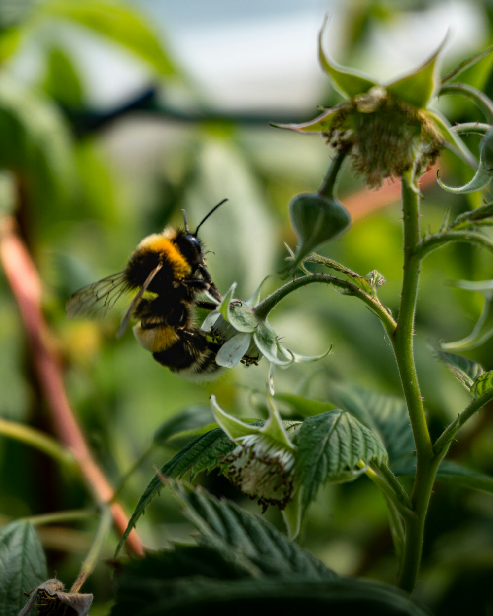 black and yellow bee on green plant