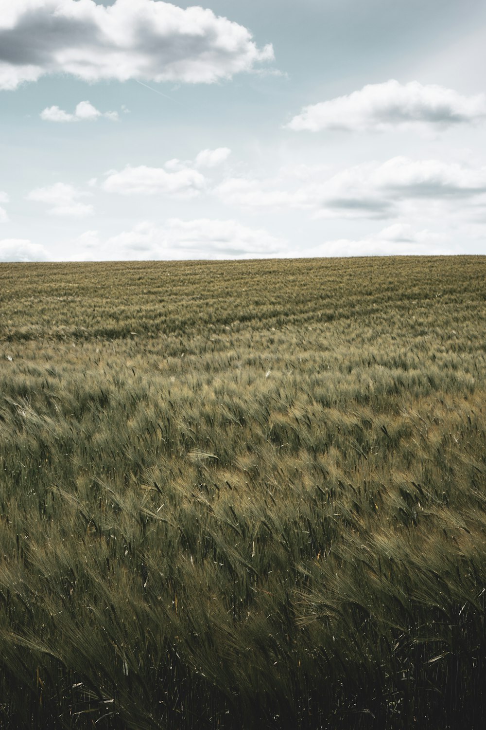 green grass field under white clouds during daytime