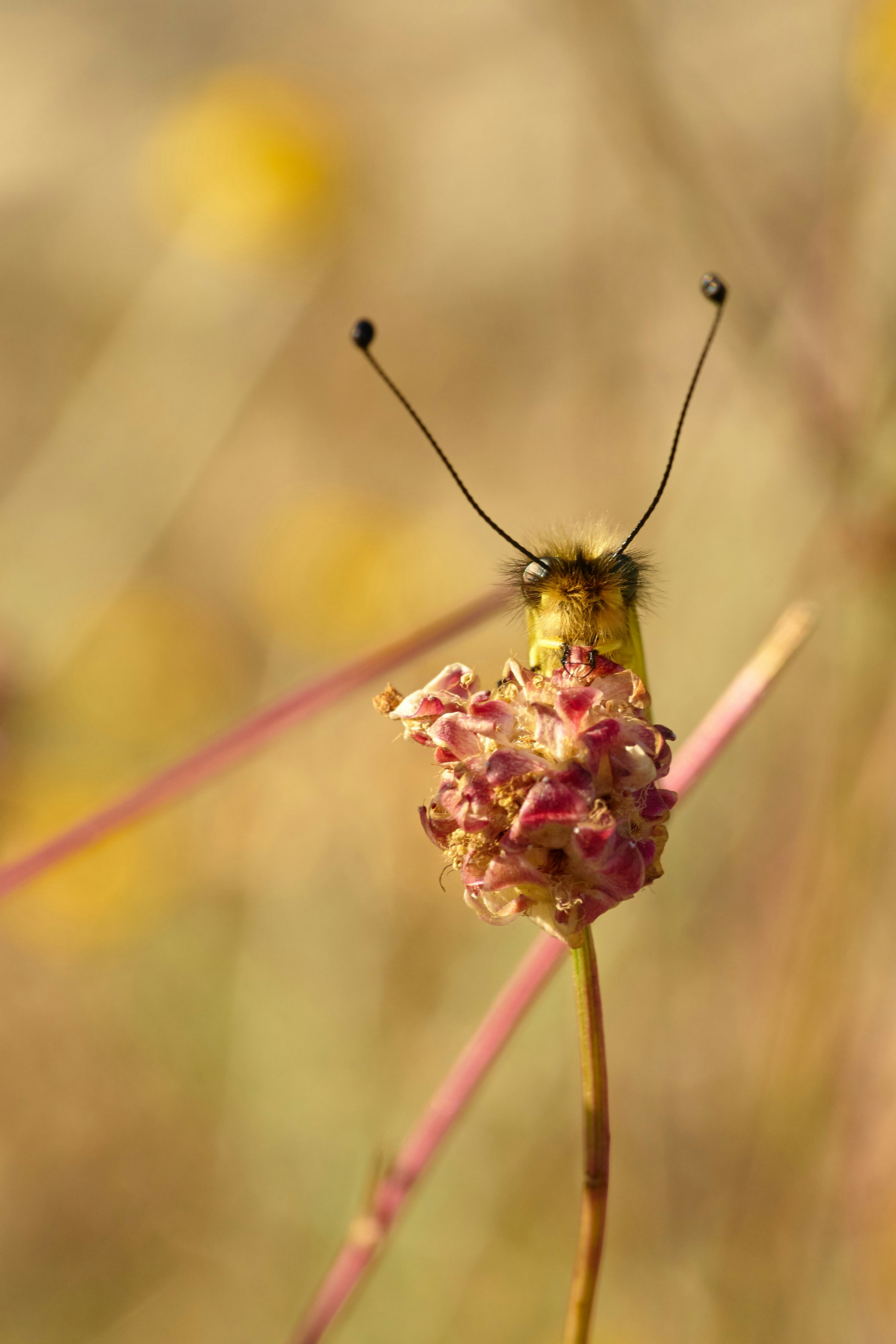 Sony a7 II + Sony FE 90mm F2.8 Macro G OSS sample photo. Brown and black caterpillar photography