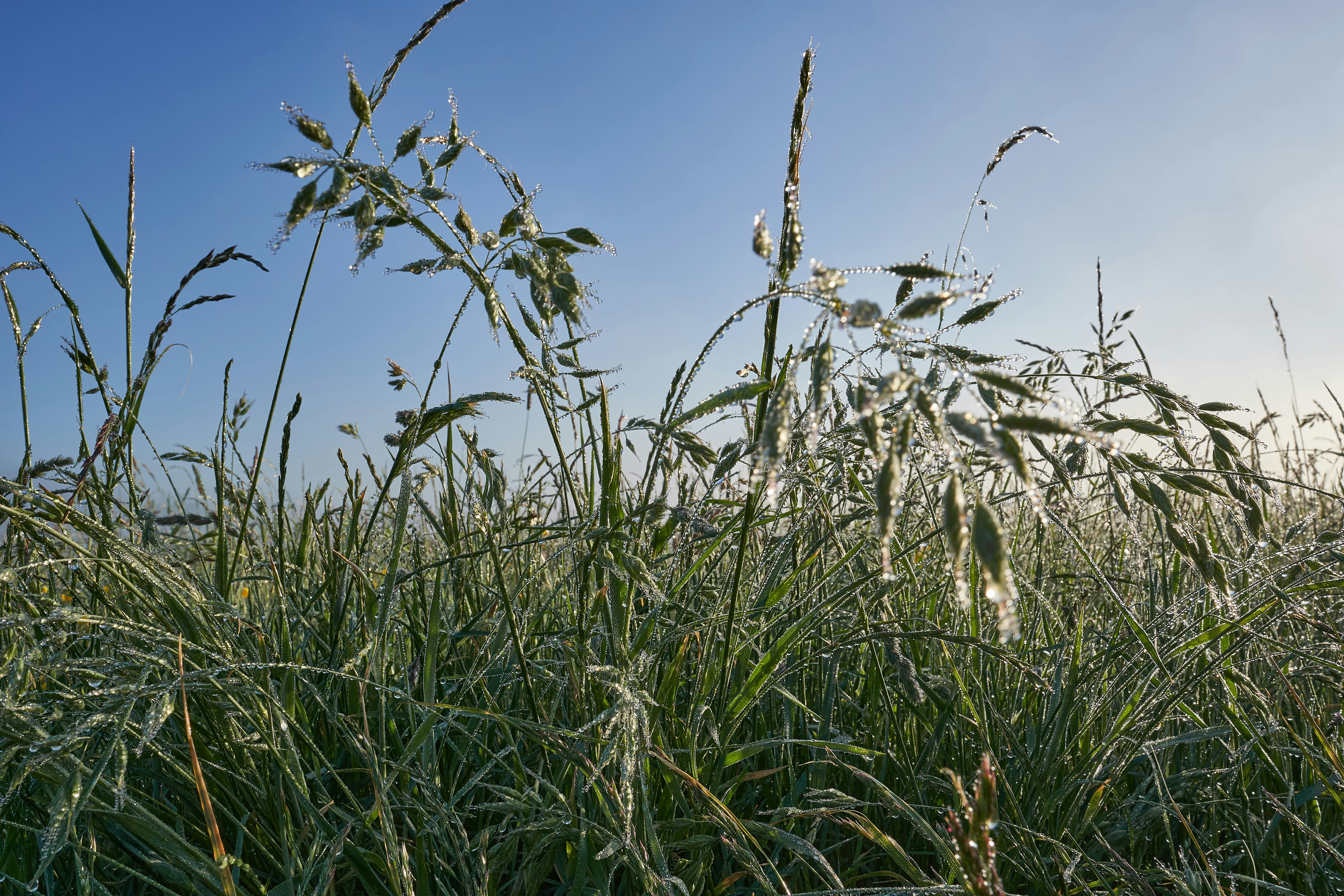 Photo by wolfgang_hasselmann