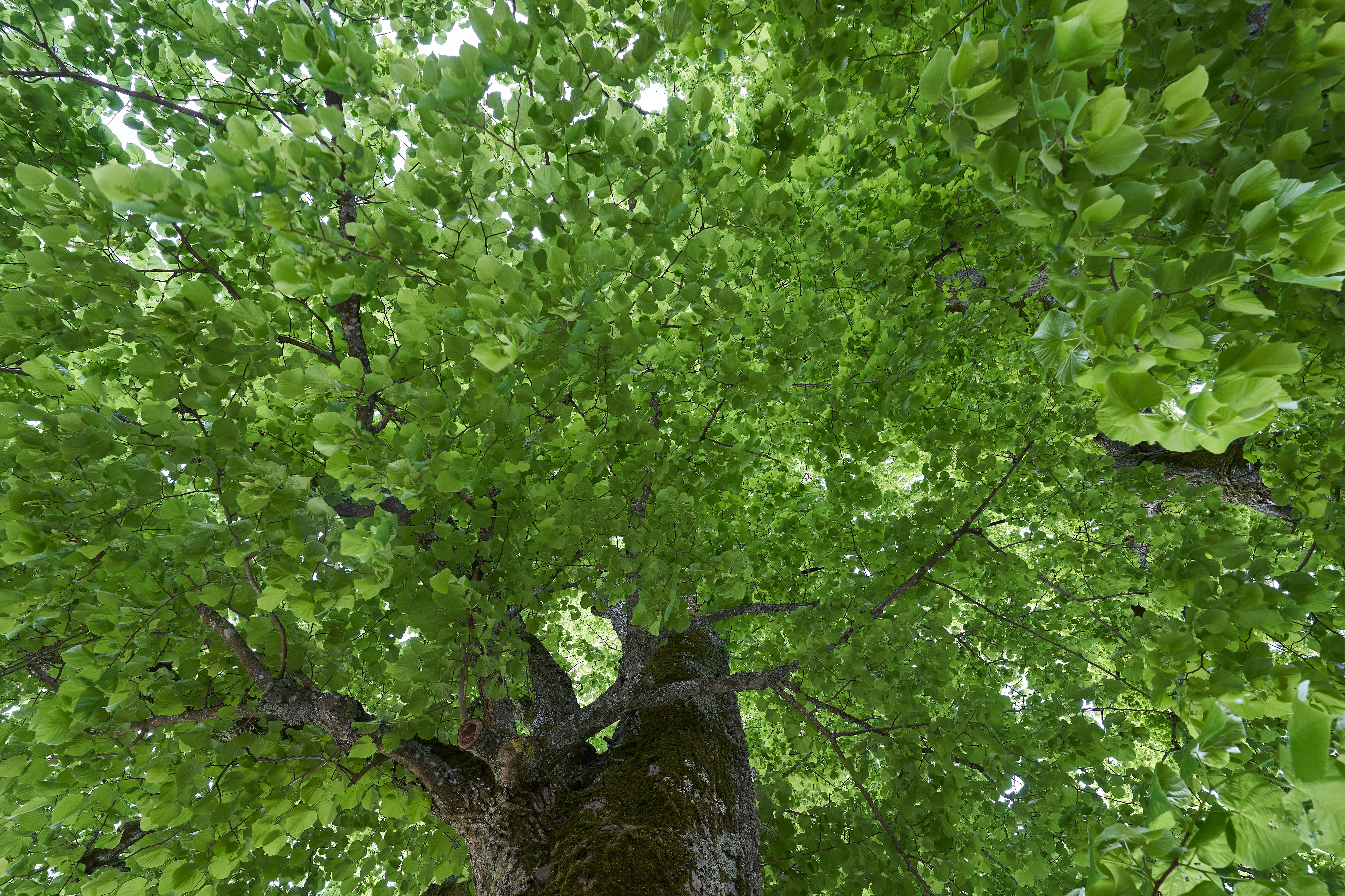 Photo by wolfgang_hasselmann