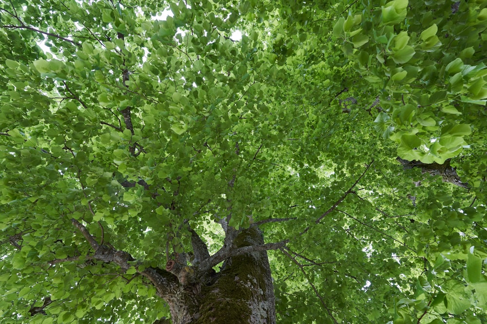 green tree with green leaves during daytime