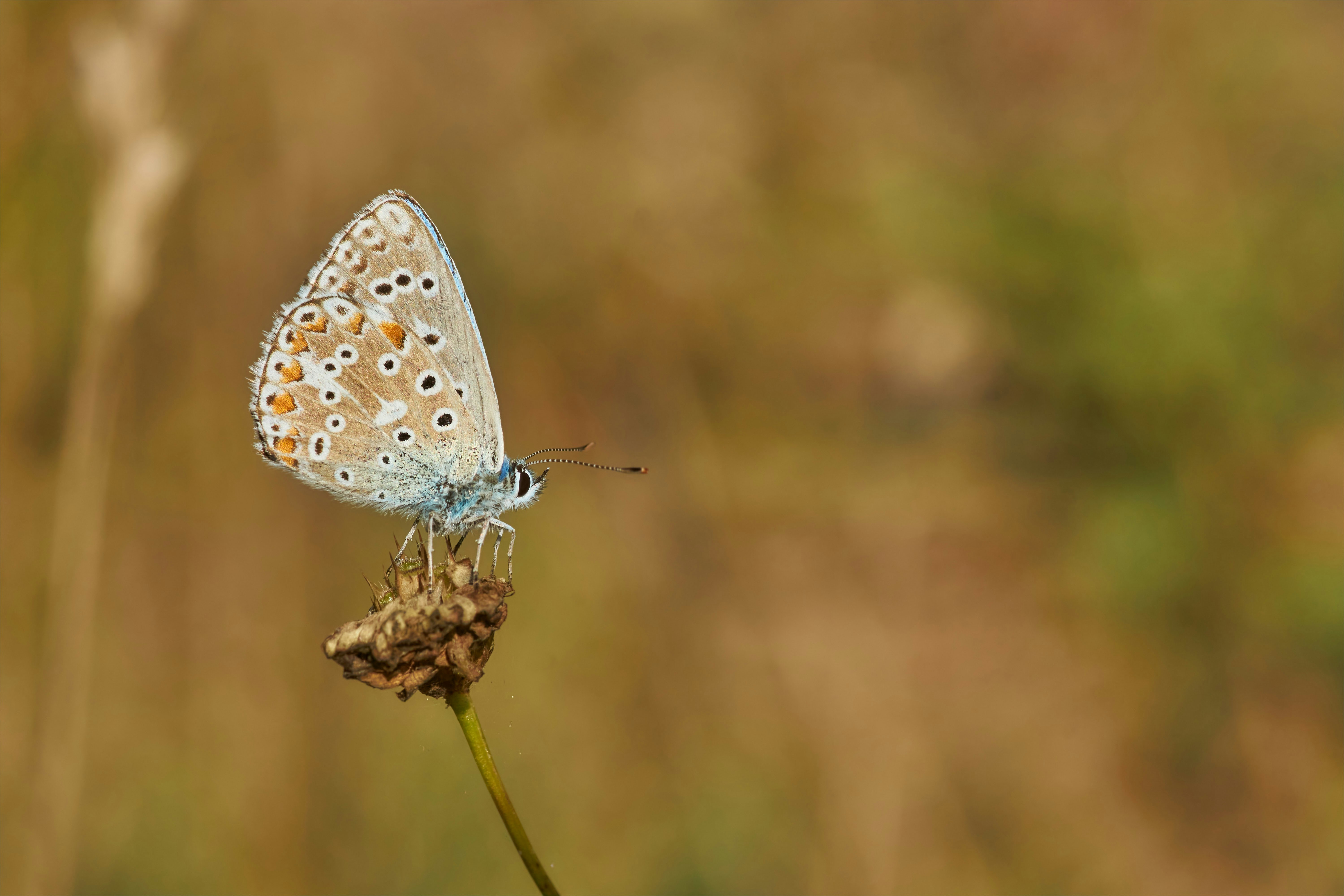 Photo by wolfgang_hasselmann
