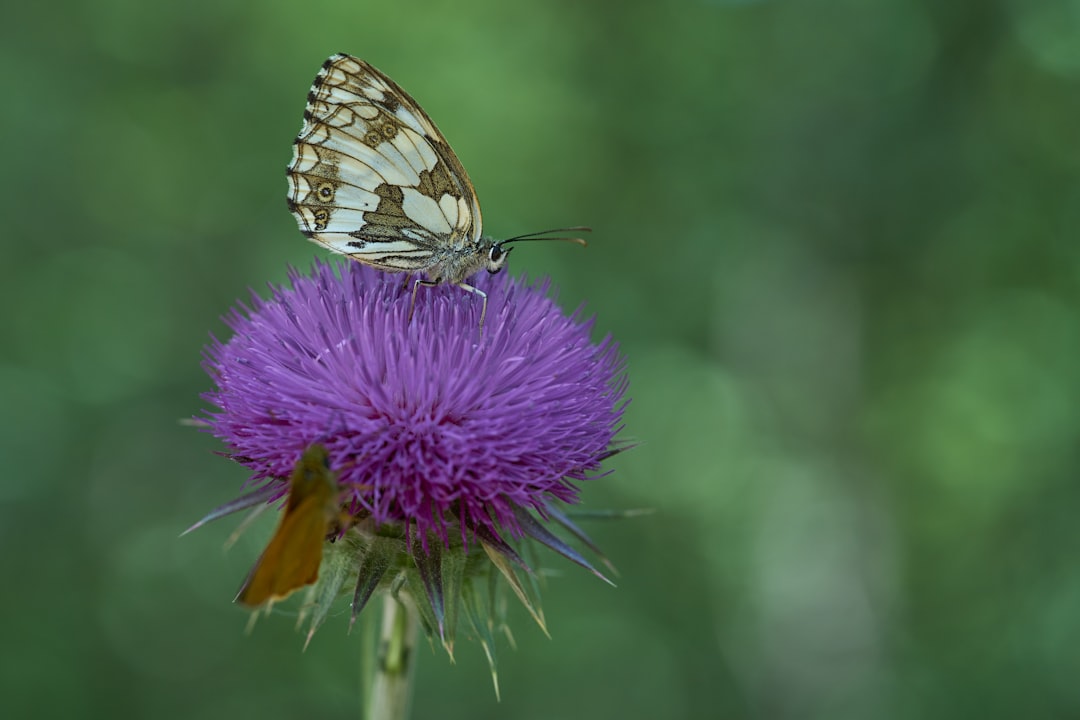 black and white butterfly on purple flower