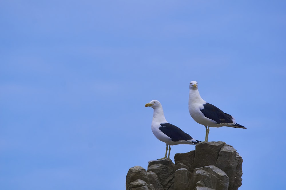 white and black bird on gray rock under blue sky during daytime