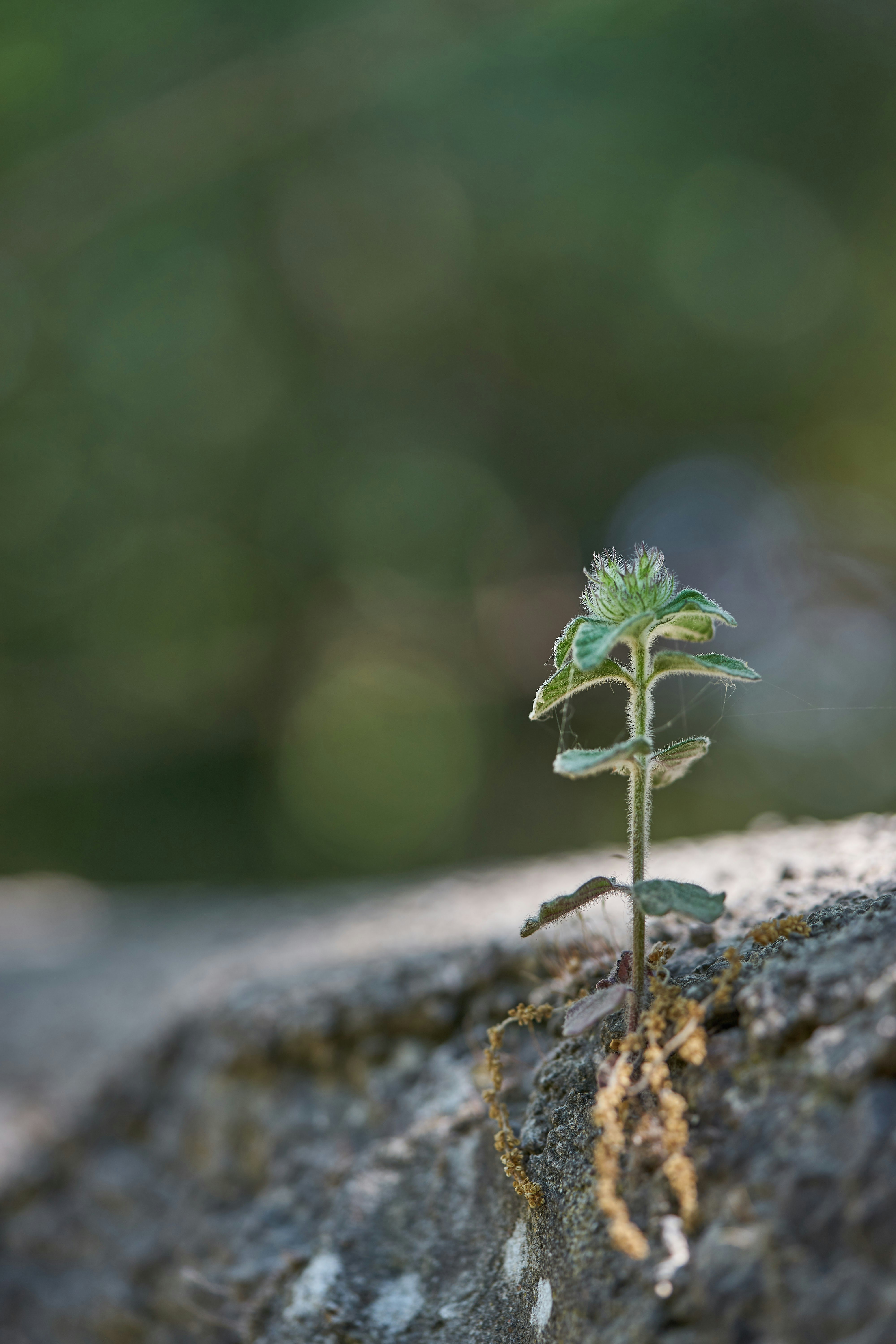 green plant on brown rock
