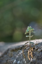 Crecimiento Compartido: Fortalece tu Conexión