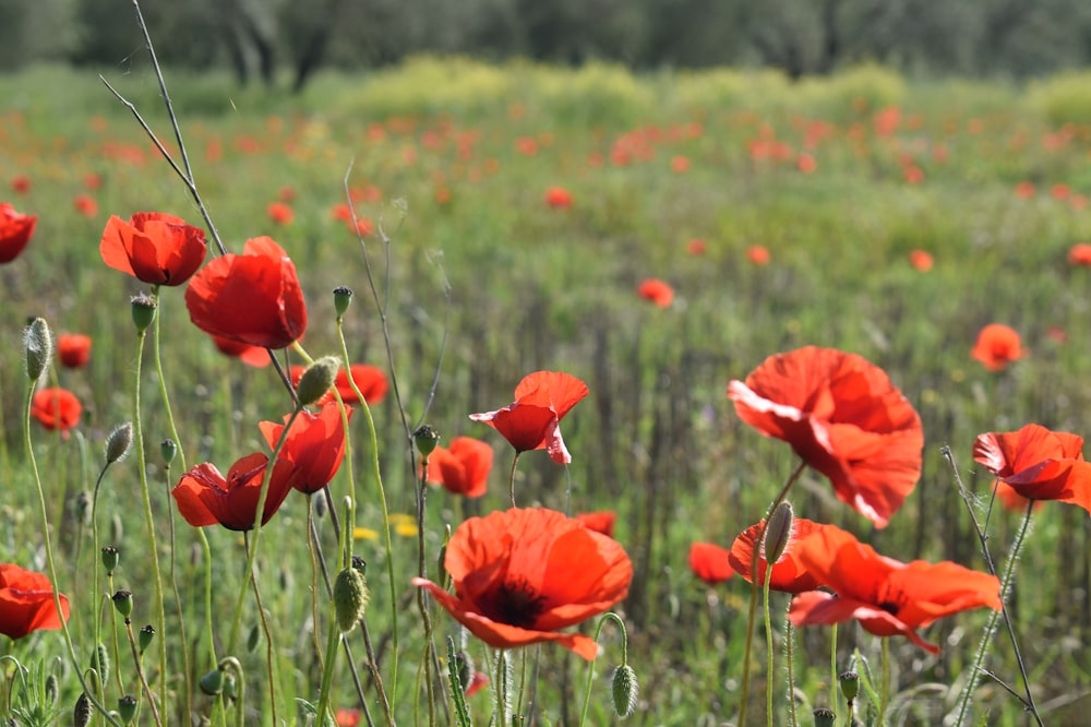 red flower field during daytime