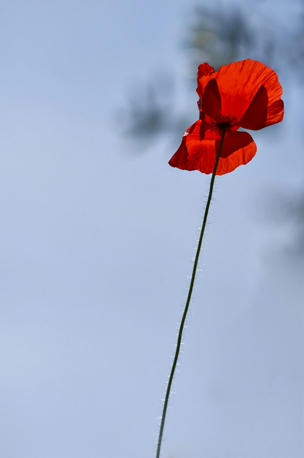 red flower on black wire