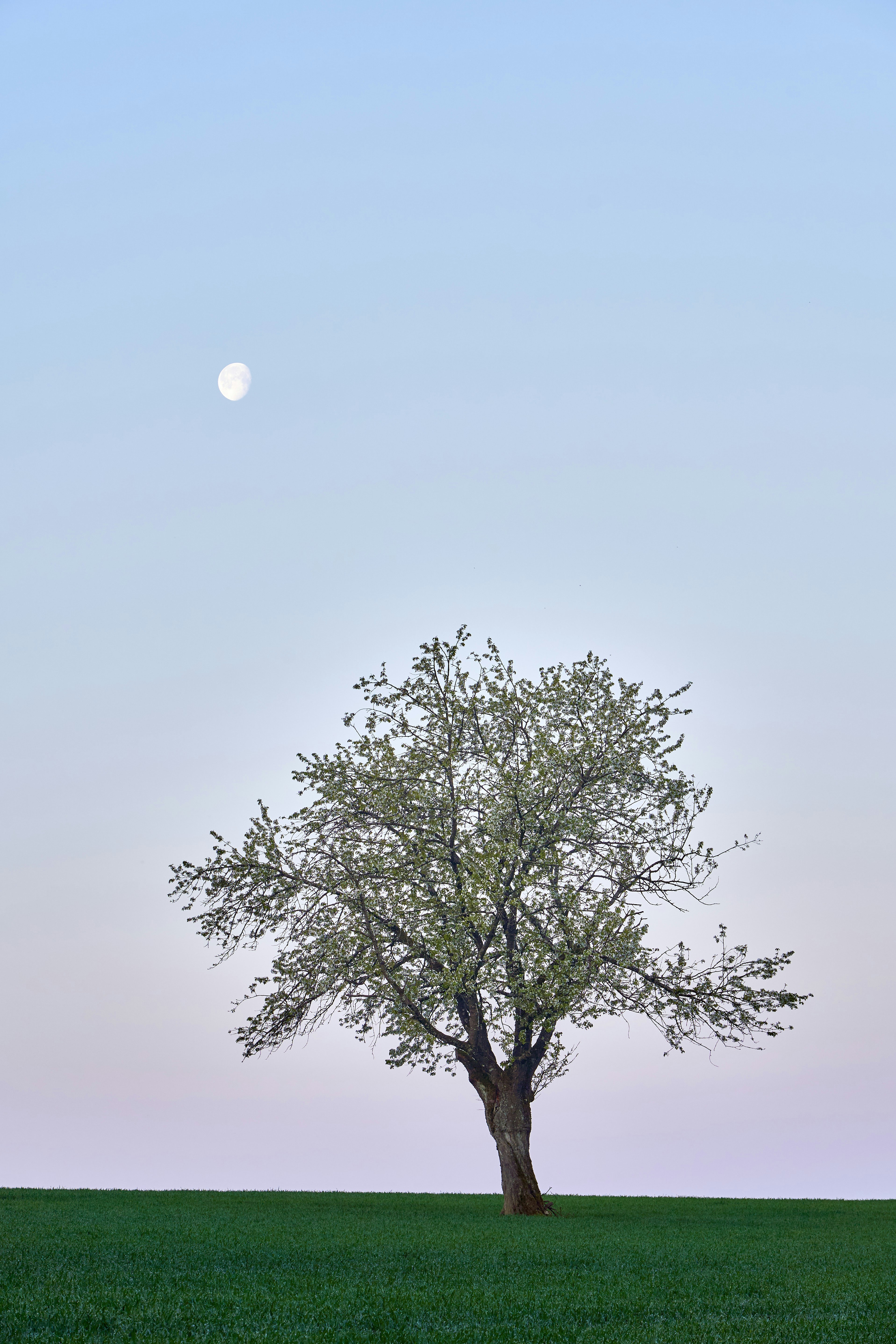 Photo by wolfgang_hasselmann