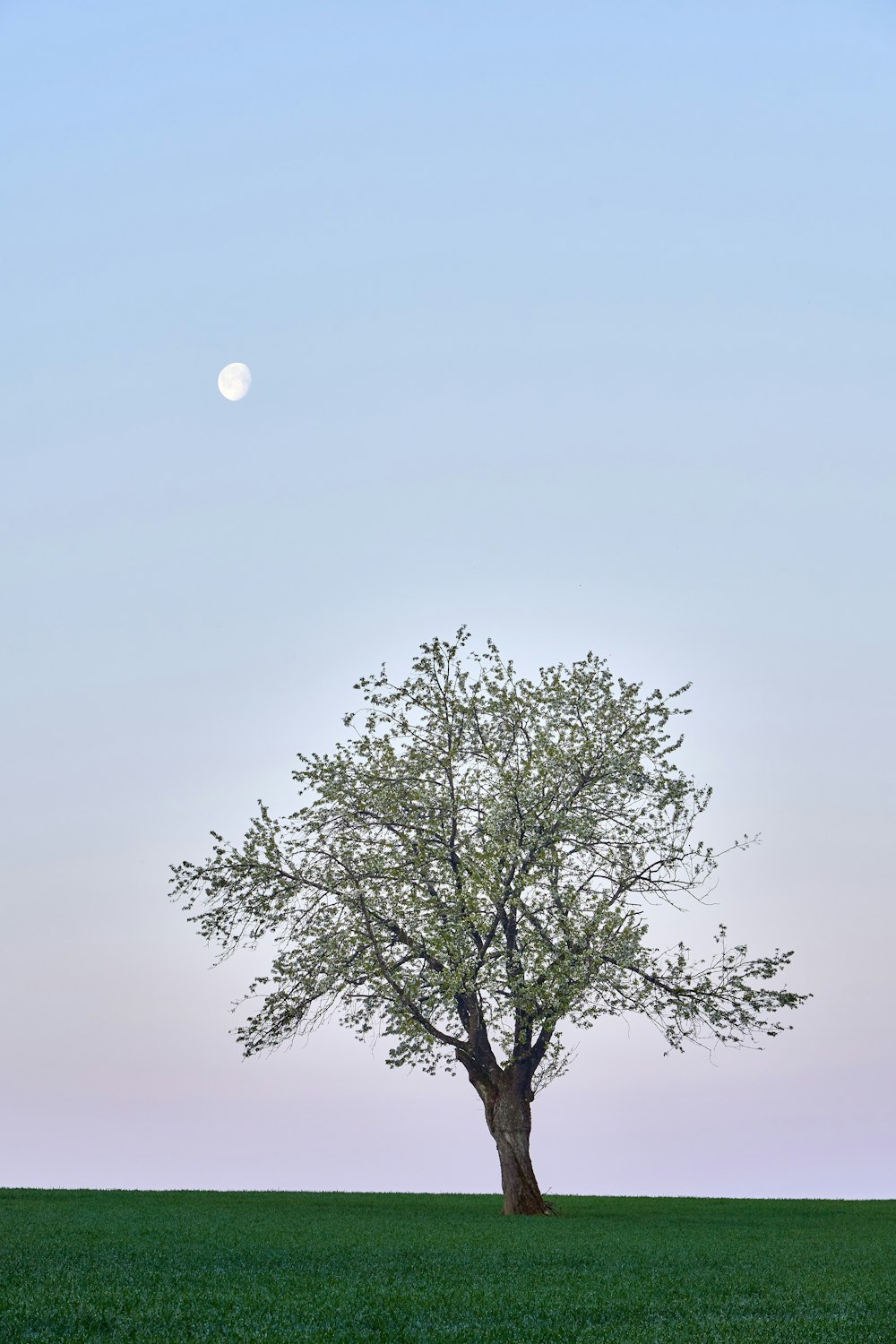 green tree under blue sky during daytime