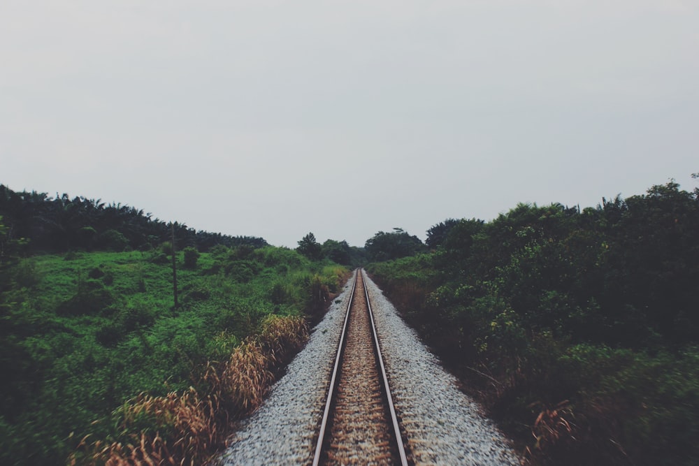 train rail in the forest