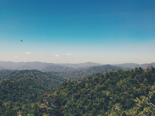 green trees on mountain under blue sky during daytime in Pahang Malaysia