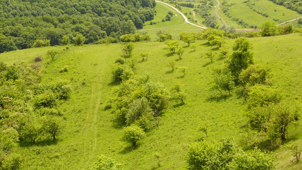 green grass field during daytime