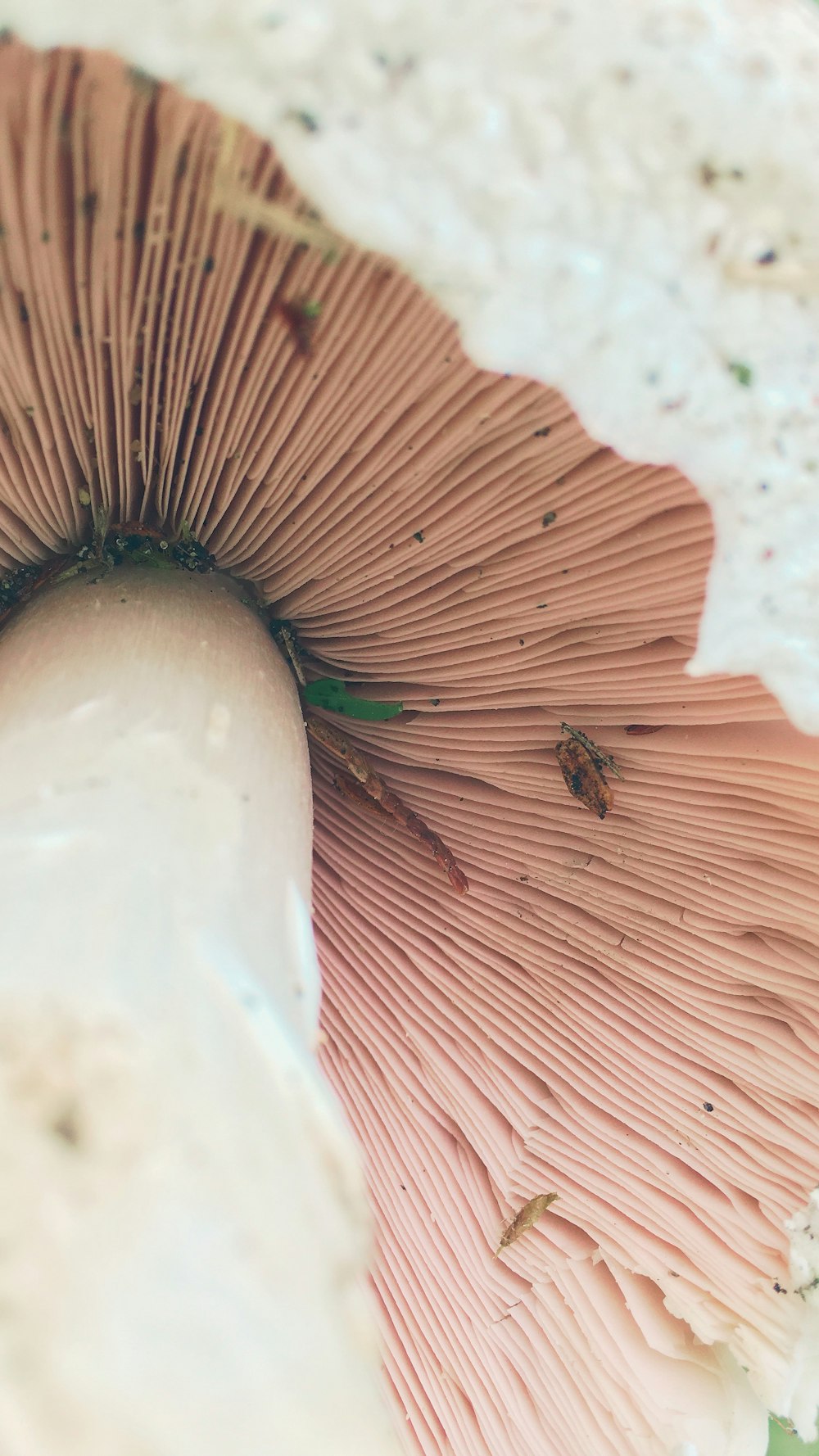 brown and green insect on white and brown mushroom