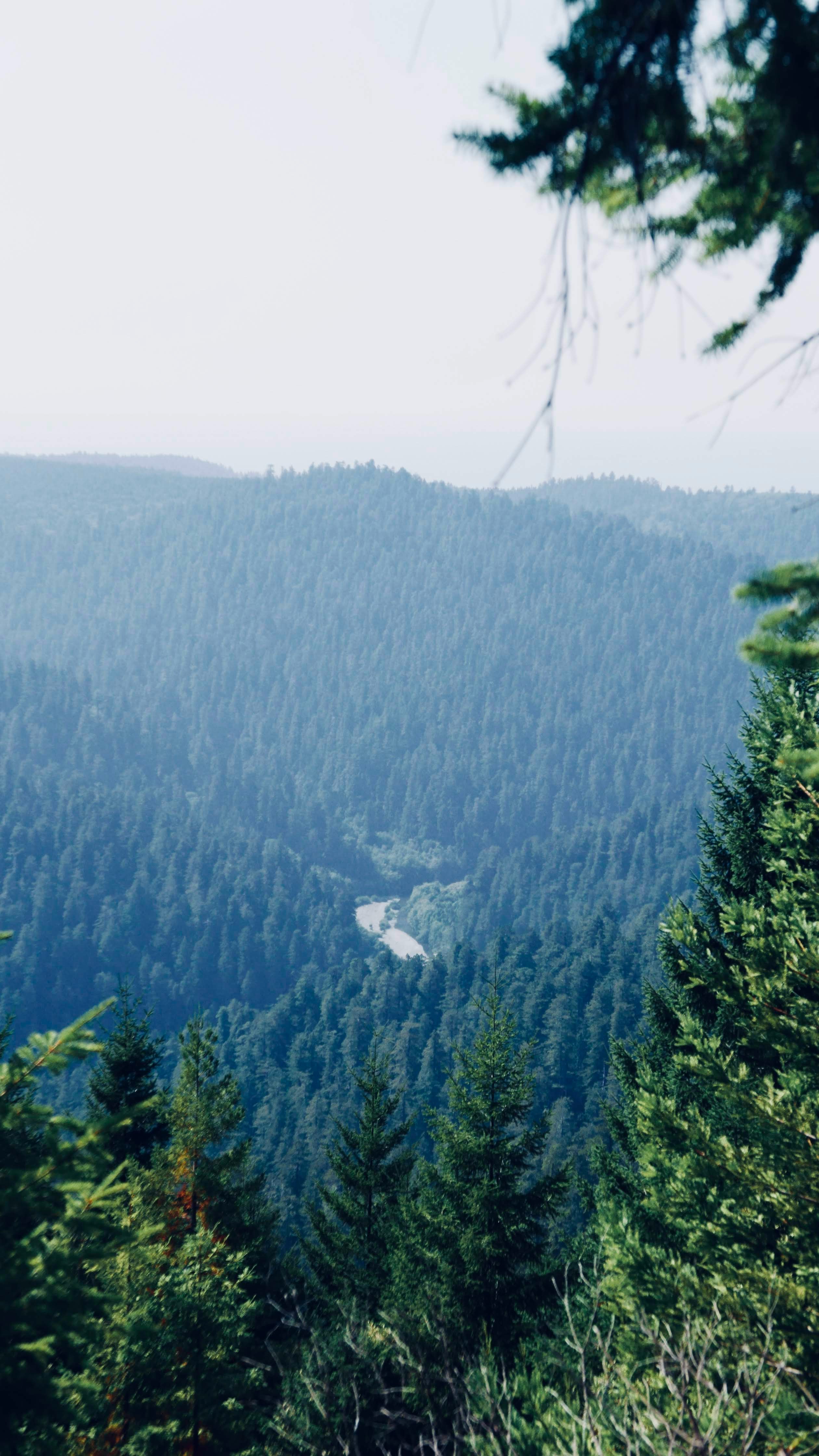 green trees on mountain during daytime