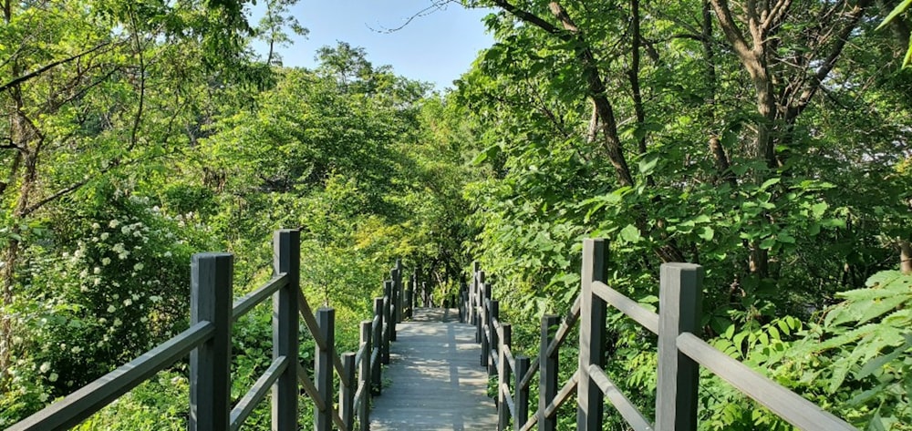 gray wooden bridge in between green trees during daytime