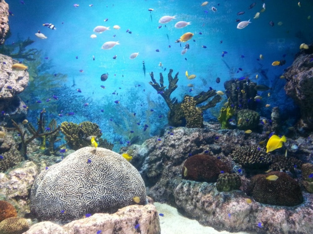 banc de poissons dans l’eau