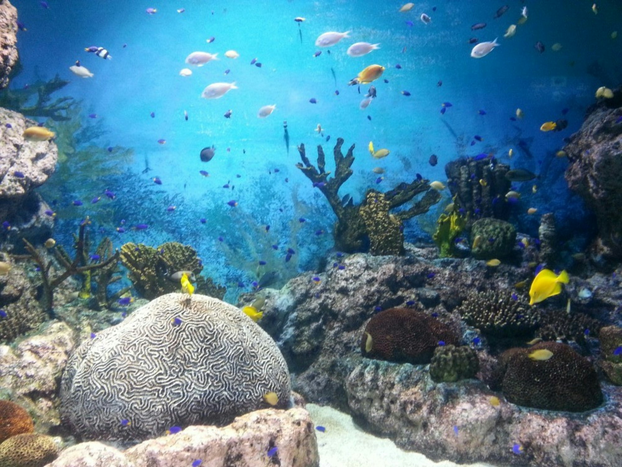 Five best reefs in Cozumel