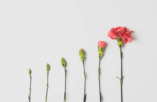 pink flower on white background