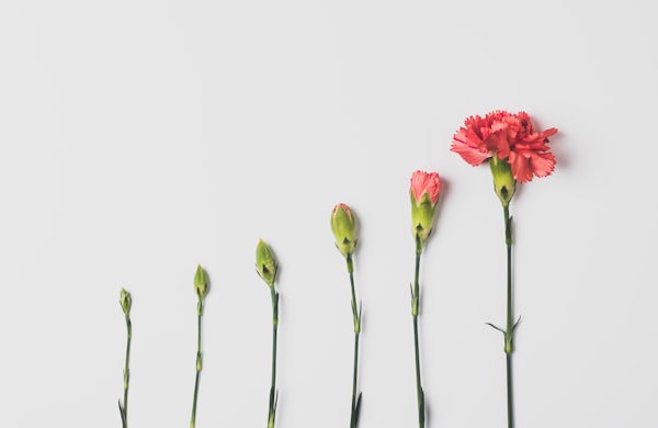 Flowers in different stages of blooming