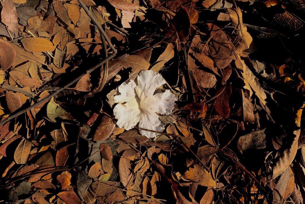 white maple leaf on brown dried leaves