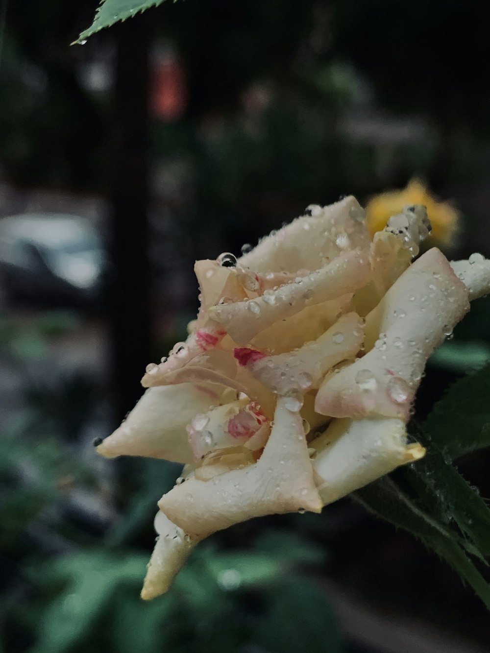 white and pink rose in bloom close up photo