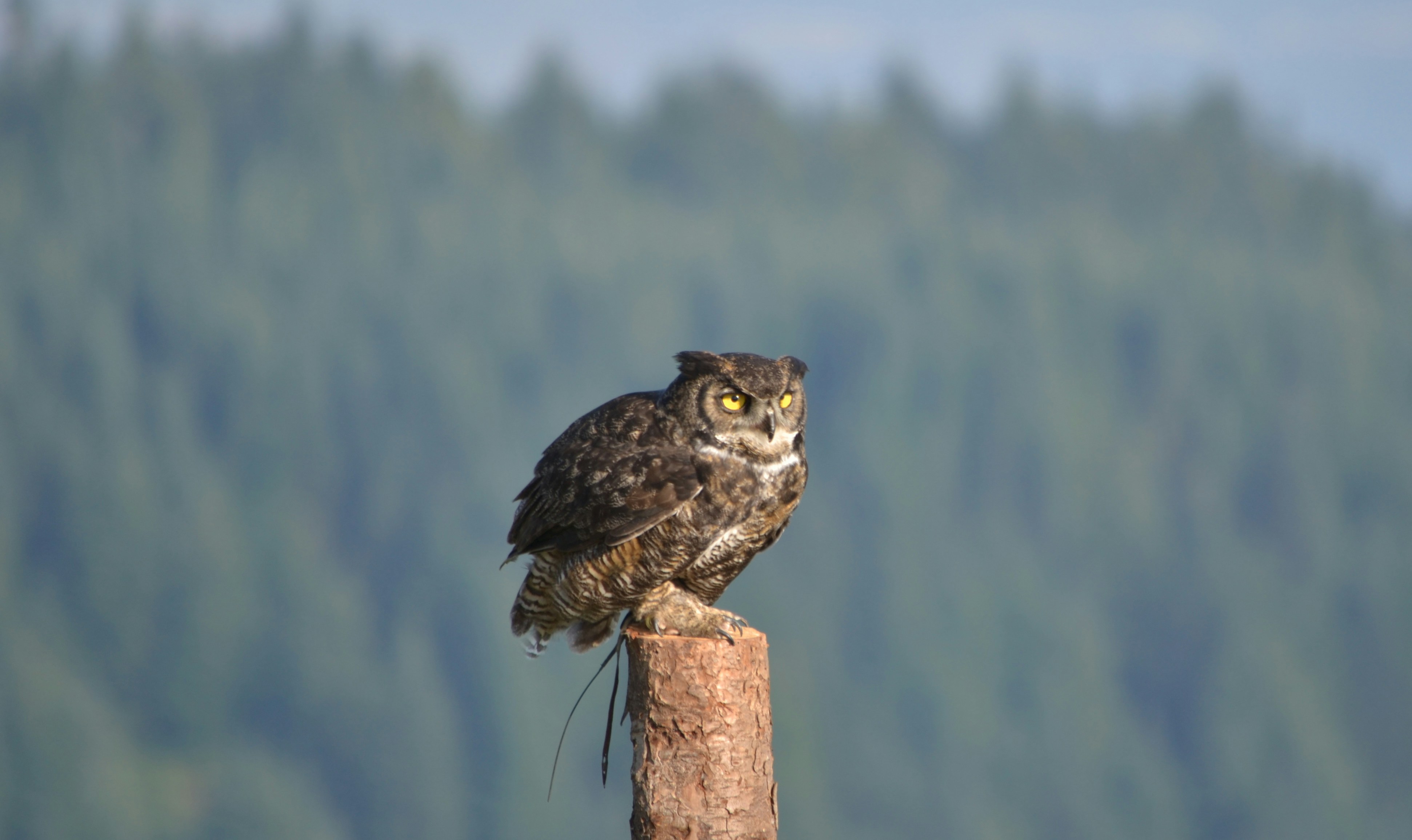 gufo marrone e bianco su palo di legno marrone durante il giorno