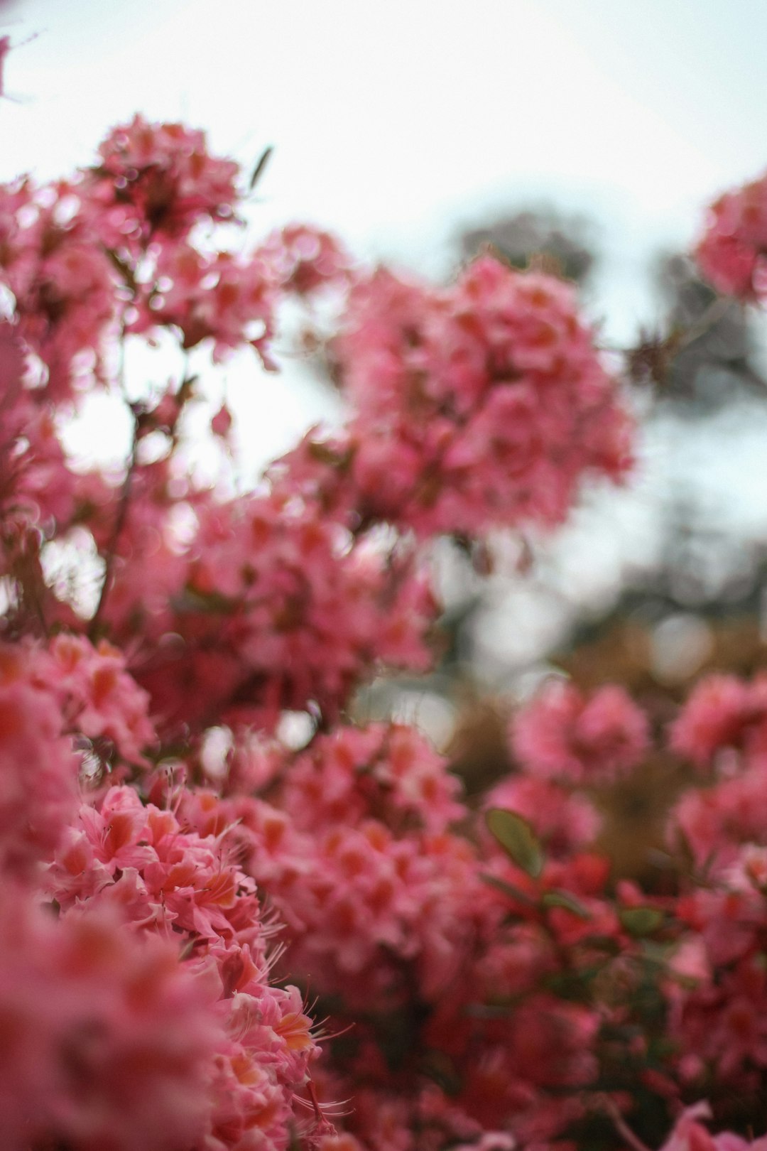 red flowers in tilt shift lens