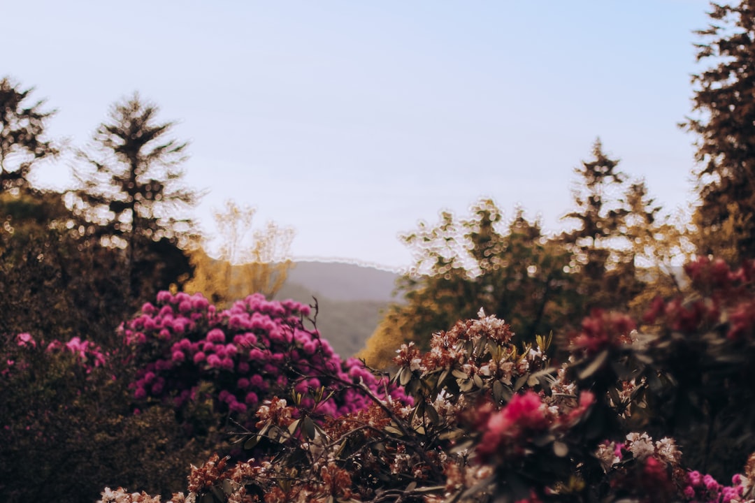 pink flowers and green leaves during daytime