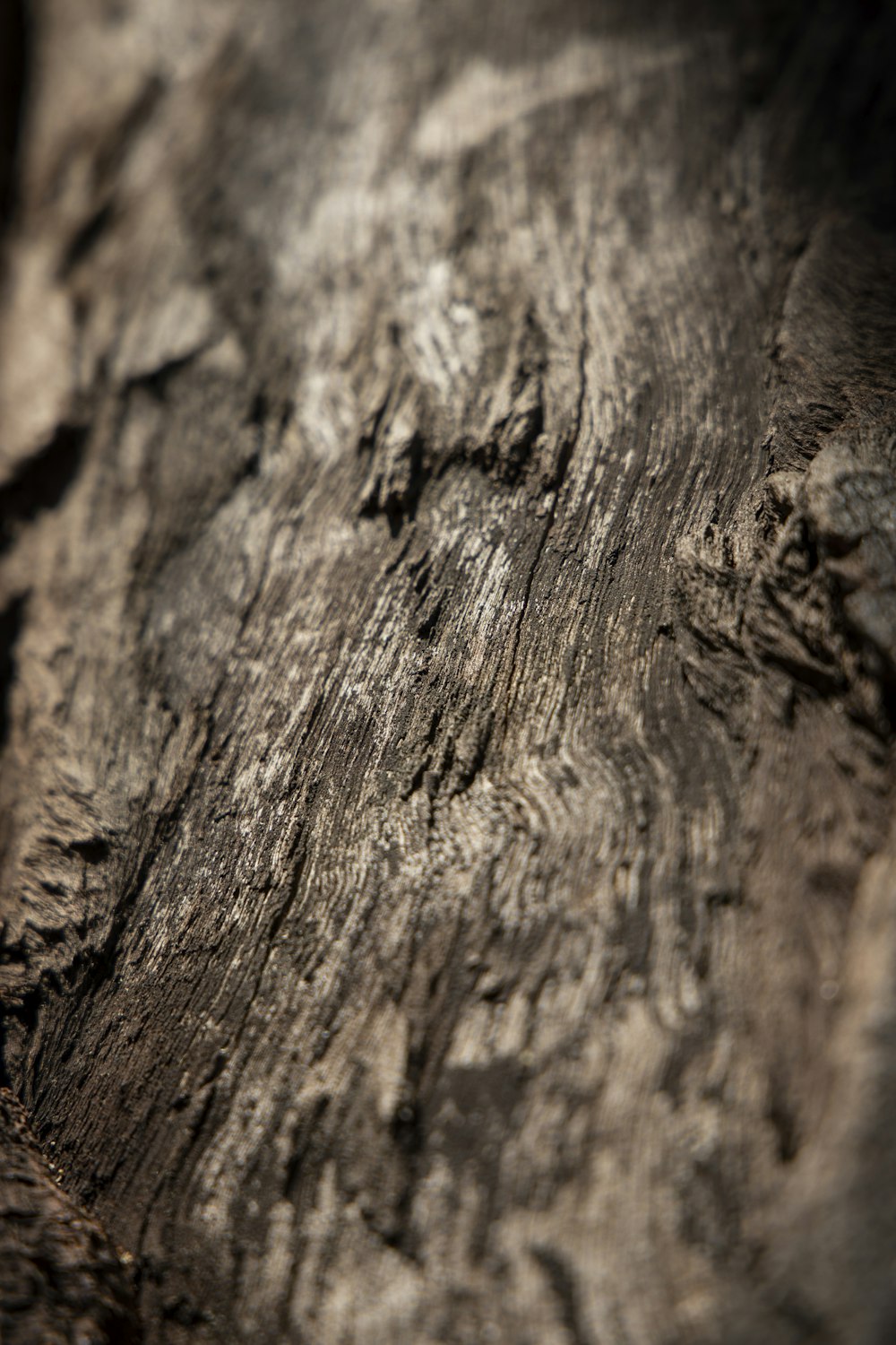 tronco di legno marrone e nero