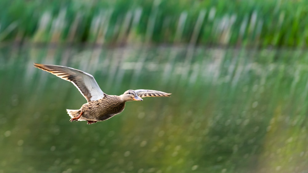 brown and white bird flying during daytime